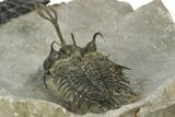 Walliserops Trilobite With Free-Standing Spines - Foum Zguid #179608-7